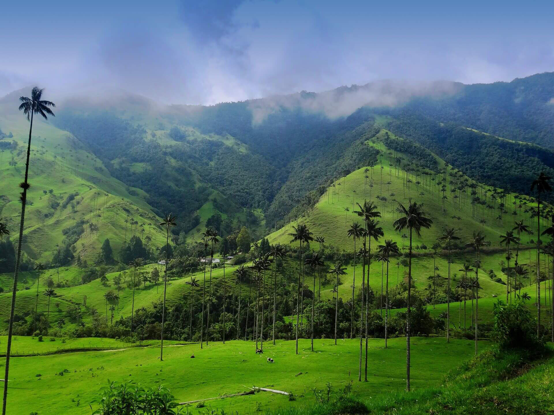 Landscape with wax palm trees peeking through the clouds in the lush moutains of Colombia's Cocora Valley