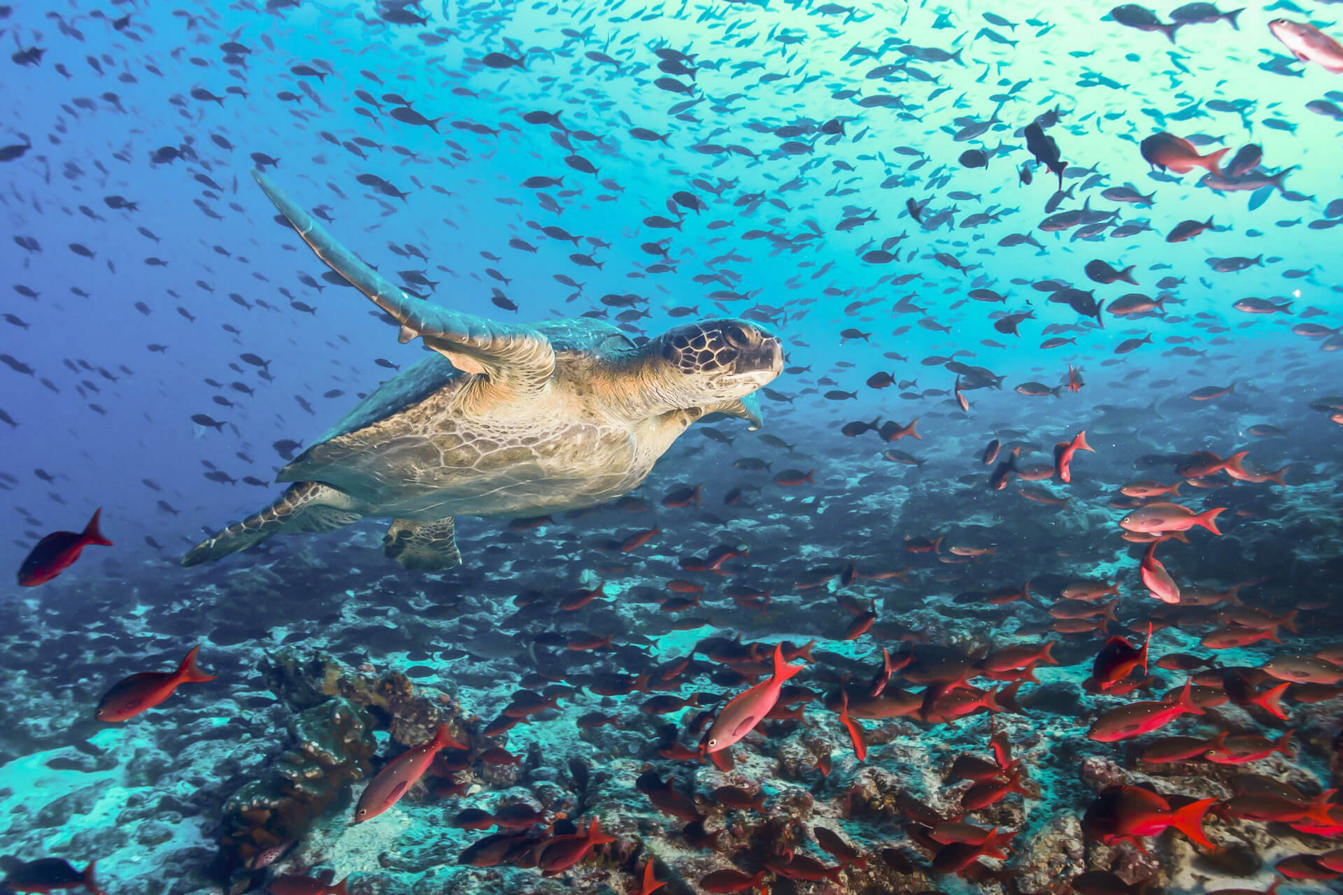 Sea turtle swimming surrounded by tropical red fish during private diving excursion in Galapagos Islands