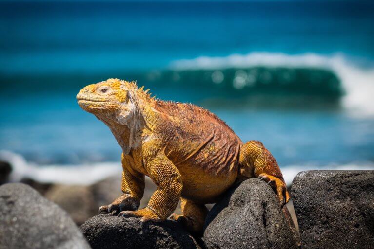 Closeup of yellow Galapagos land iguana sitting on a rocky beach