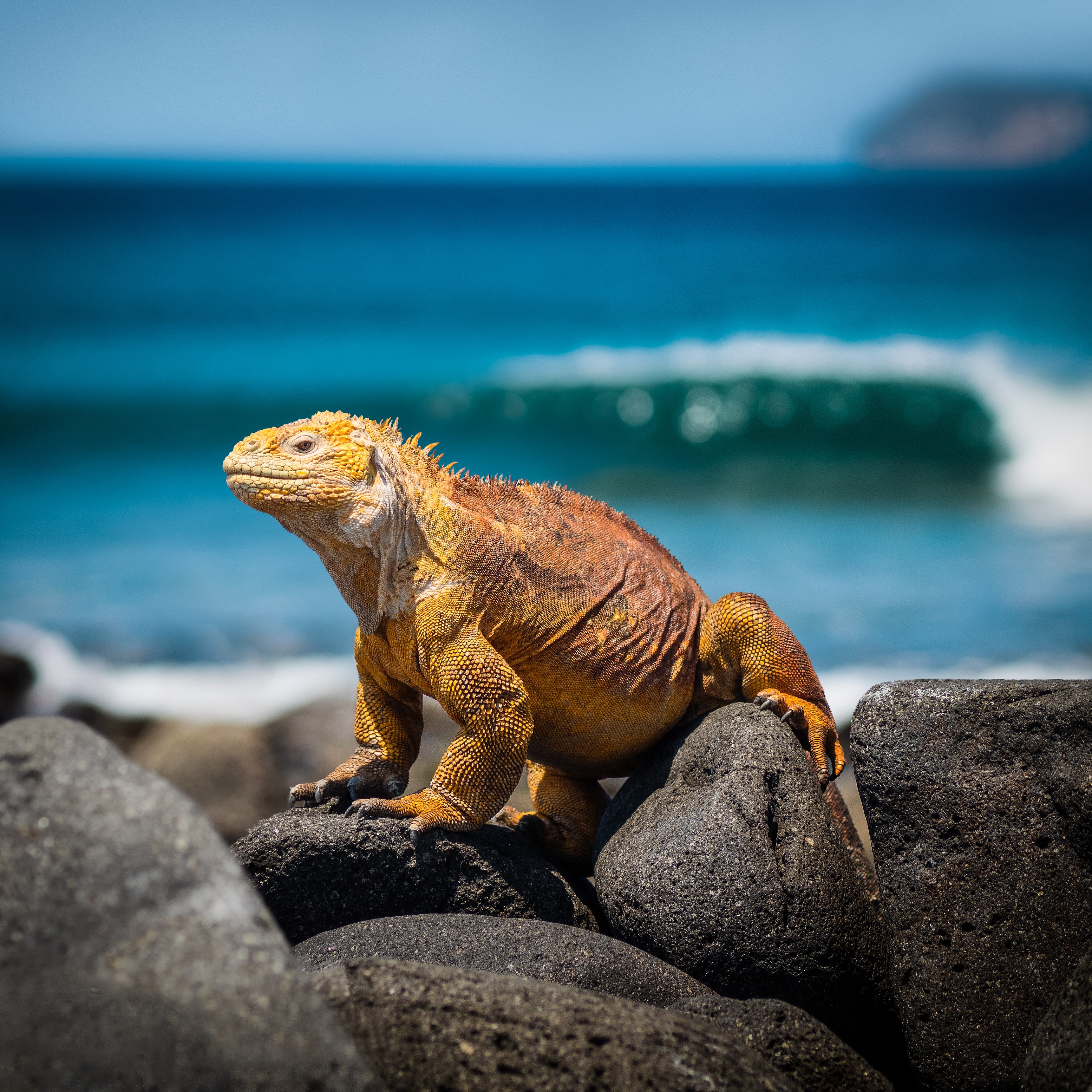Closeup of yellow Galapagos land iguana sitting on a rocky beach