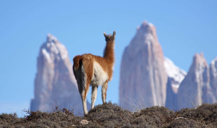 Guanacos in Torres del Paine, Patagonia
