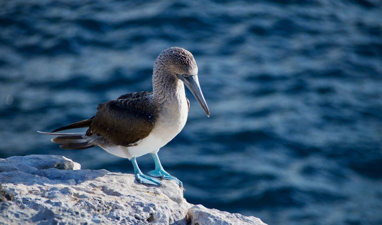 Blue-footed booby stands on a rock with ocean background in Galapagos Islands
