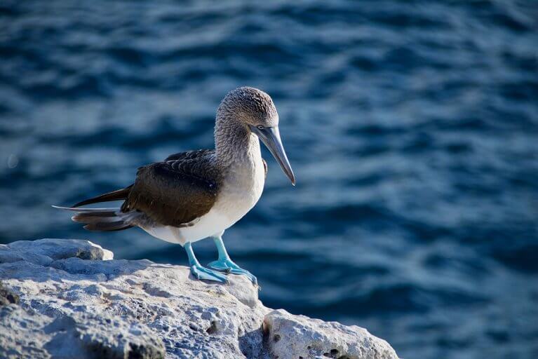 Blue-footed booby stands on a rock with ocean background in Galapagos Islands