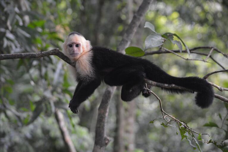A capuchin monkey relaxing in a tree in Costa Rica