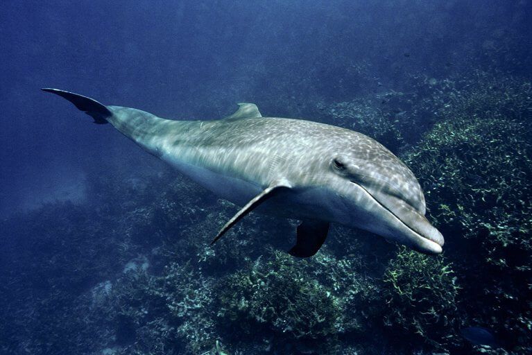 Closeup of Spinner dolphin swimming underwater in Fernando de Noronha