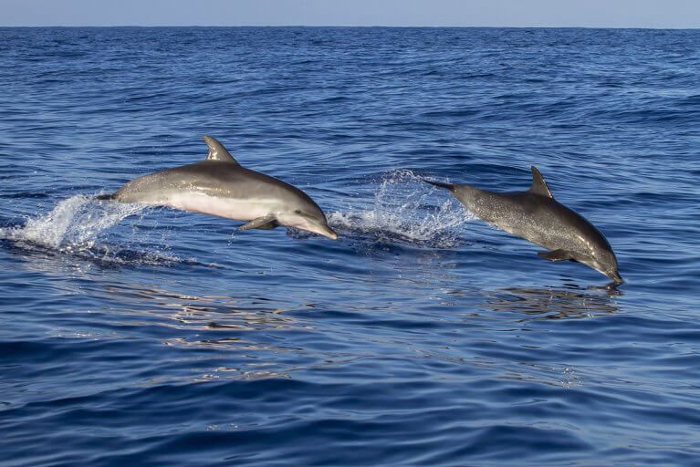 Playful dolphins during a private boating excursion in Costa Rica