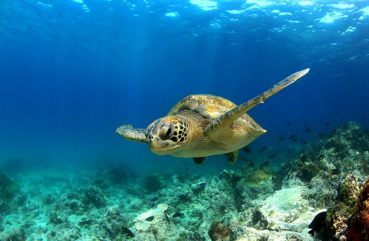 Closeup of green sea turtle swimming underwater during private diving excursion in Galapagos Islands