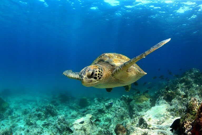 Closeup of green sea turtle swimming underwater during private diving excursion in Galapagos Islands