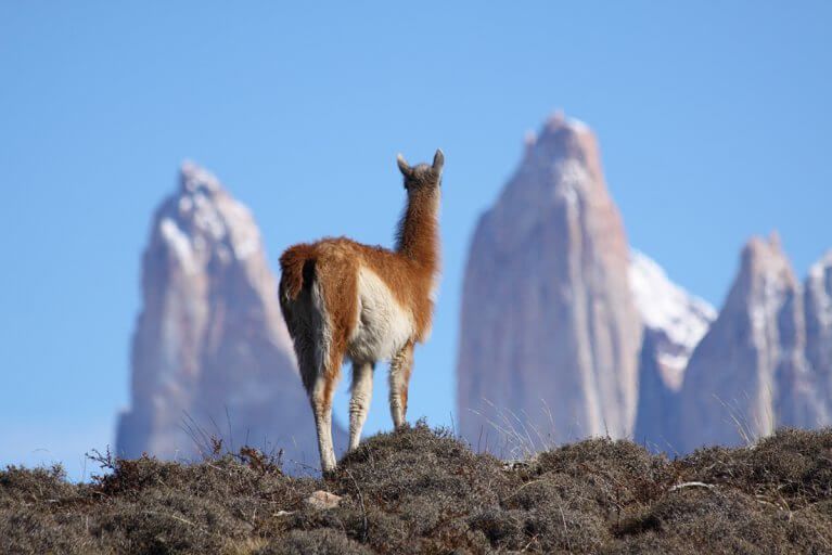 A guanaco stands on a ridge with jagged mountain peaks in the distance in Torres del Paine, Patagonia