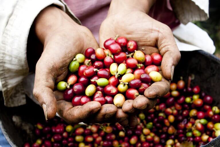 Freshly picked coffee beans