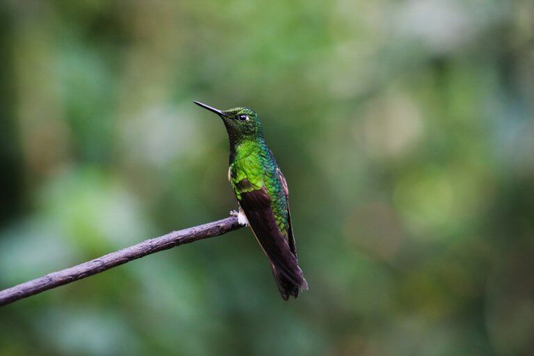 Green hummingbird sitting on a branch in Colombia's Coffee Region