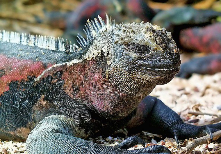 Closeup of a green and red marine iguana laying on a beach in the Galapagos Islands