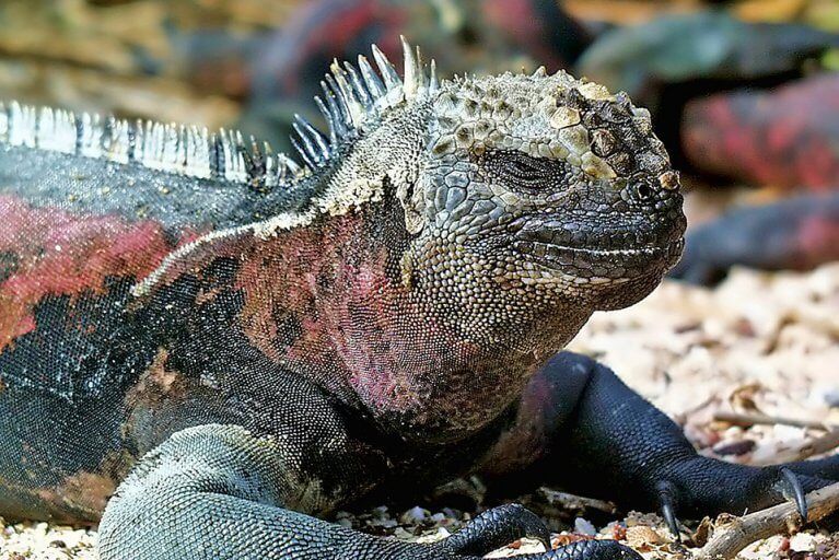 Closeup of a green and red marine iguana laying on a beach in the Galapagos Islands