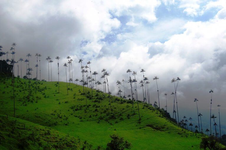 Landscape of wax palm trees dotting the mountainside in Colombia's Cocora Valley