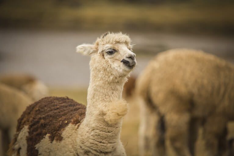 Close up of a white and brown llama in a herd in Peru