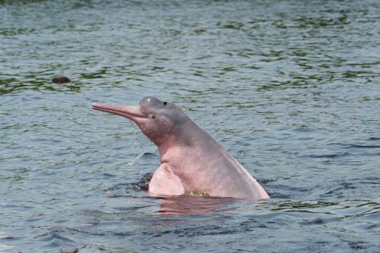 Head and fin of pink dolphin as it jumps out of Amazon river during private boat tour