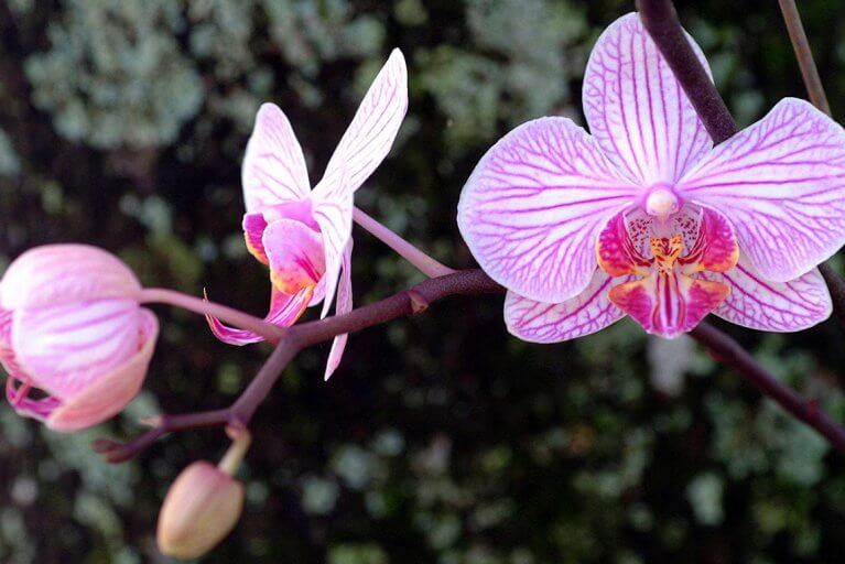 Close up of pink and white orchids in the jungle at Iguazu Falls
