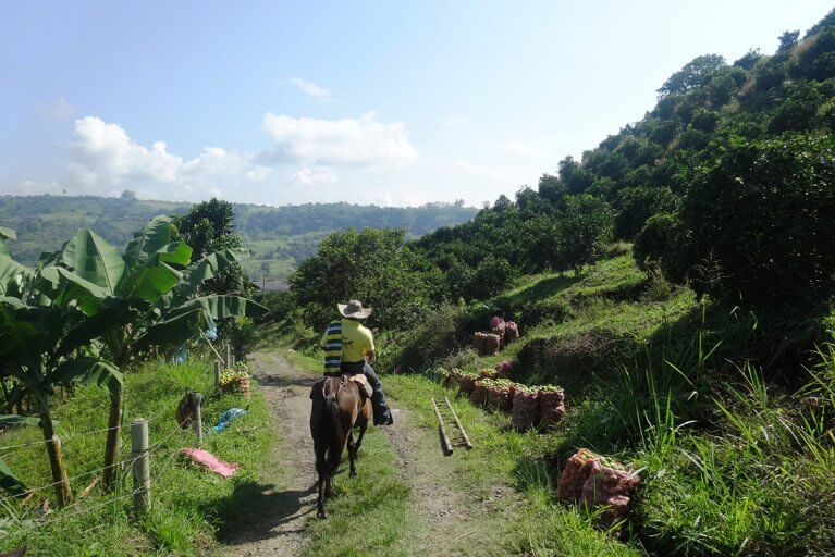 Horseback riding excursion in the lush coffee region near Armenia during a luxury Colombia tour