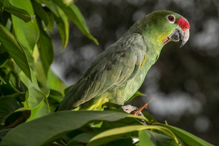Closeup of a red lored parrot sitting on tree branch in Amazon jungle
