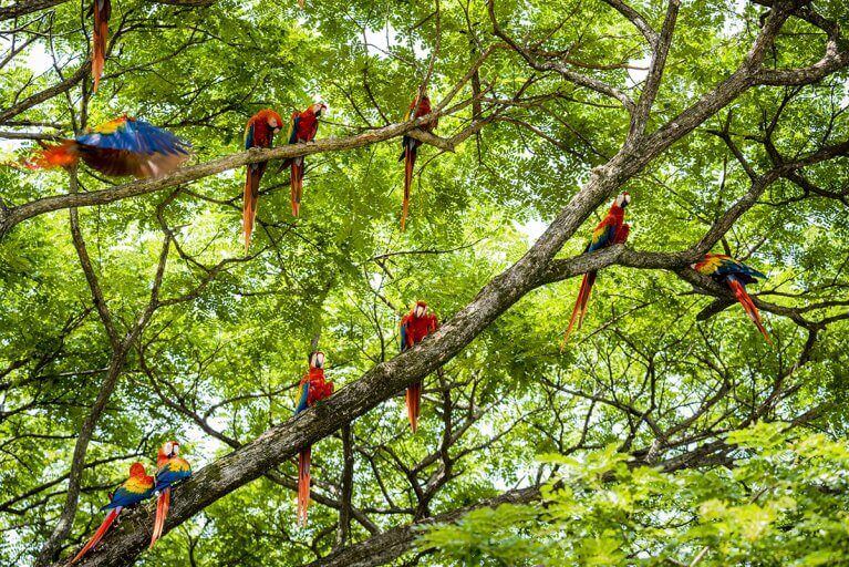 A flock of macaws perched in the trees of Costa Rica's jungle