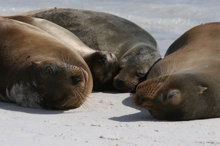 Group of four sea lions sleeping on a beach in Galapagos Islands