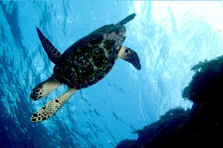 Sea turtle swimming underwater during private scuba diving tour in Fernando de Noronha