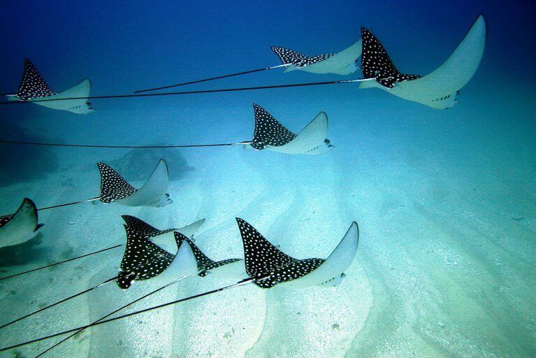 School of spotted rays swimming underwater during private scuba diving trip in Fernando de Noronha