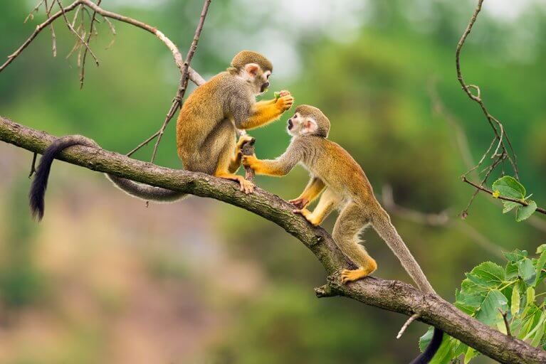 Two common squirrel monkeys playing on a tree branch in Amazon jungle