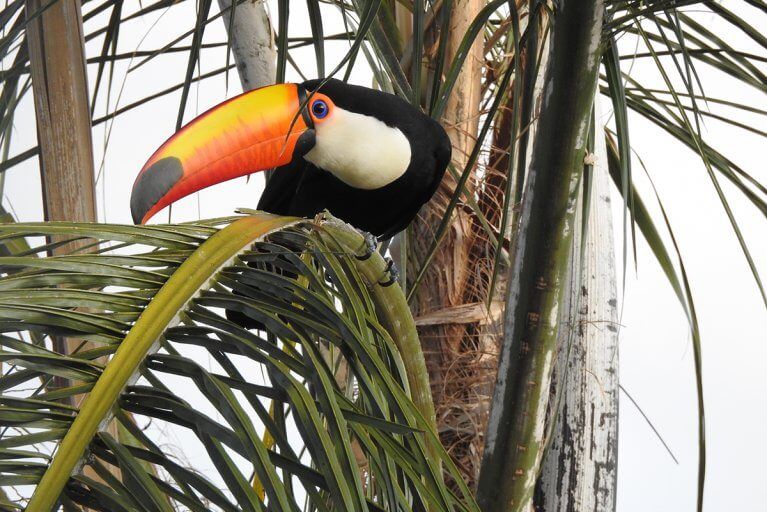 Toucan sits in a tree in the jungle by Iguazu Falls