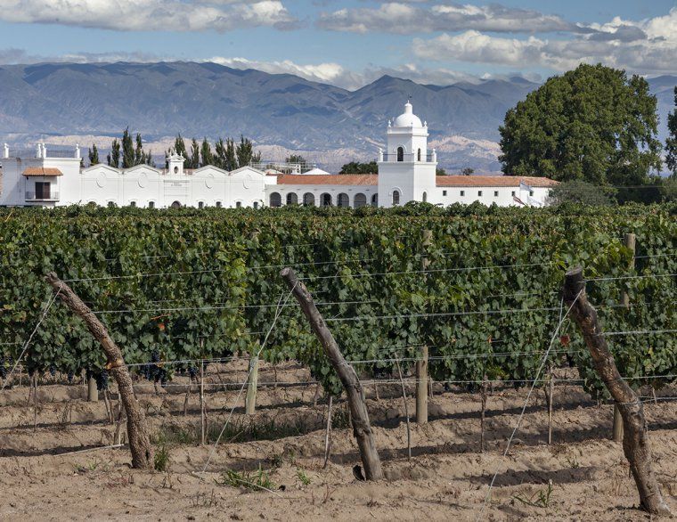 Vineyards in front of Bodega El Esteco with mountains in the distance in Northern Argentina during a luxury trip