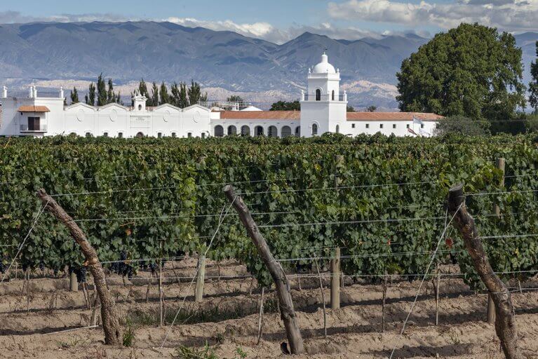 Vineyards in front of Bodega El Esteco with mountains in the distance in Northern Argentina during a luxury trip