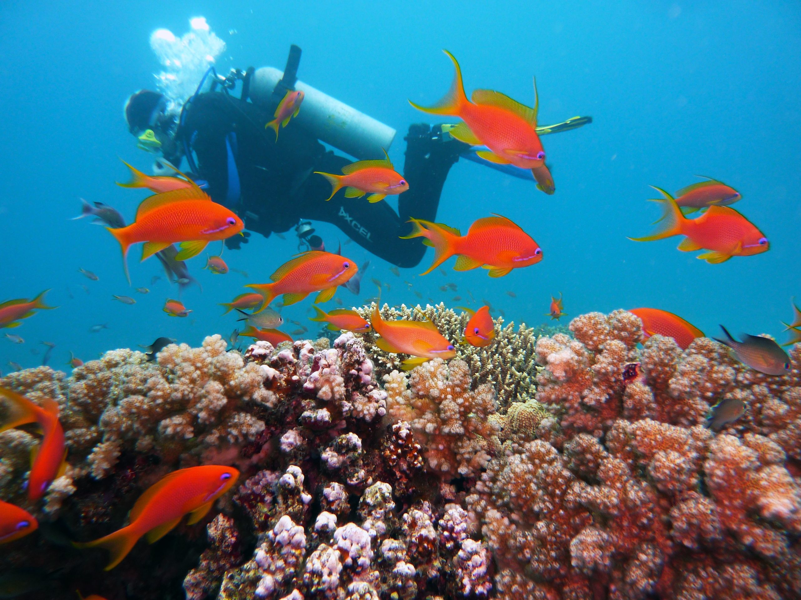 Luxury snorkeling tour in belize