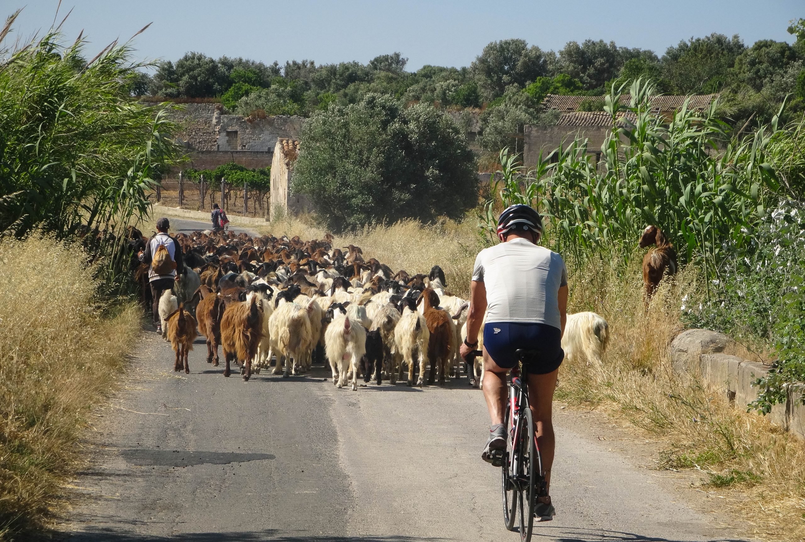 Back view of man biking in Sicily on rural road with sheep during private Sicily tour