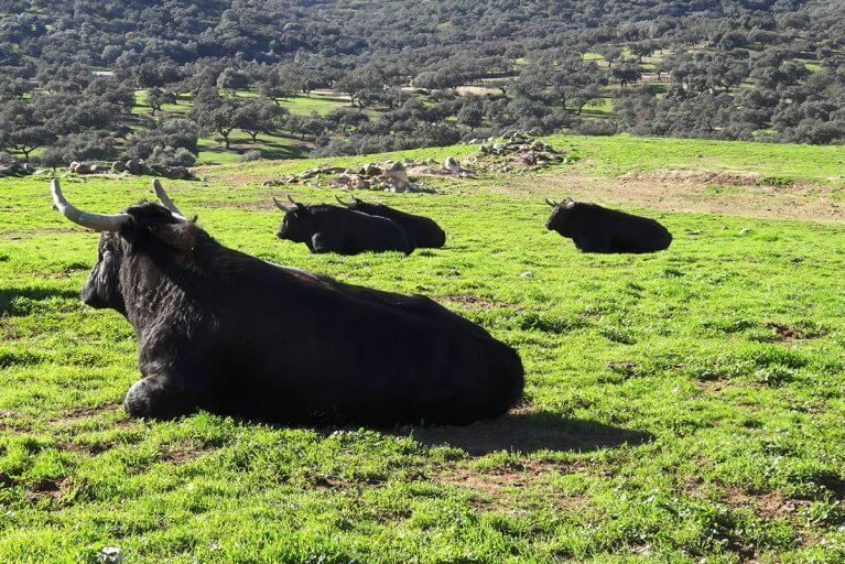 Bulls lay in a grass field on a farm in Andalusia region of Spain