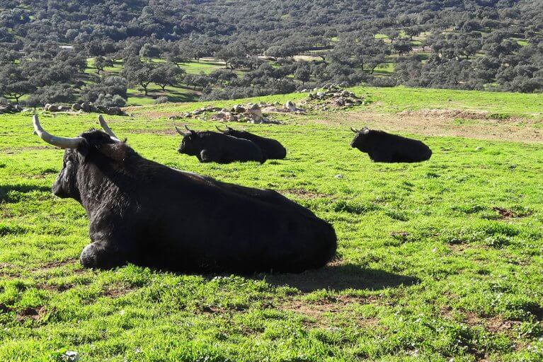 Bulls lay in a grass field on a farm in Andalusia region of Spain