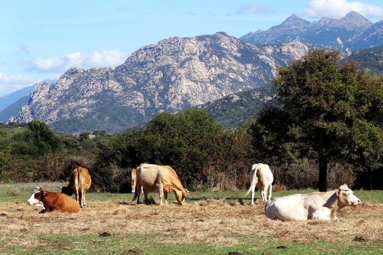 Cows grazing in Corsican countryside with backdrop of mountains
