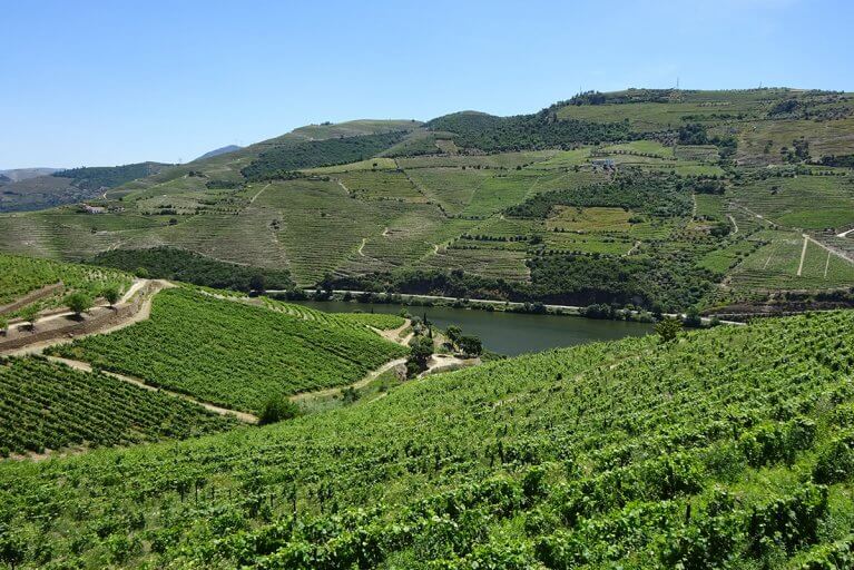 Vineyard covered hills surrounding the river in Douro Valley in Portugal