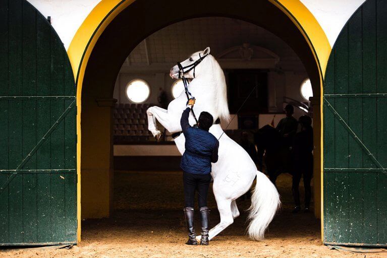 White horse rears on hindlegs as a man holds its reins at Royal Andalusian School of Equestrian Art in Jerez de la Frontera