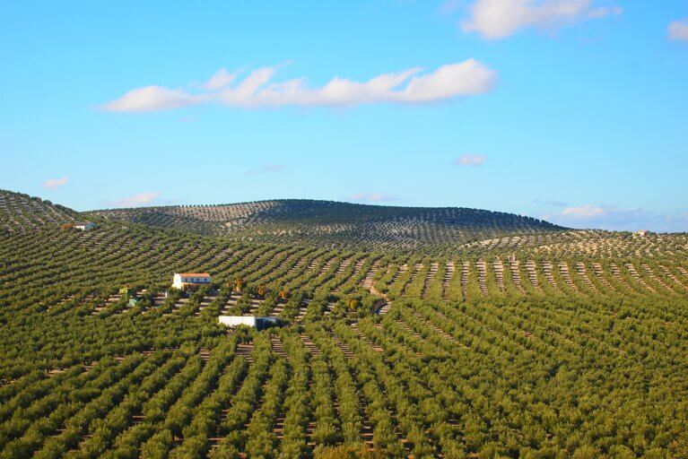 Rows of olive trees on a private olive oil estate on a sunny day in the Spanish countryside