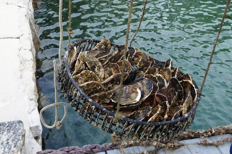 Close up of freshly caught oysters for private oyster tasting during luxury Croatia trip