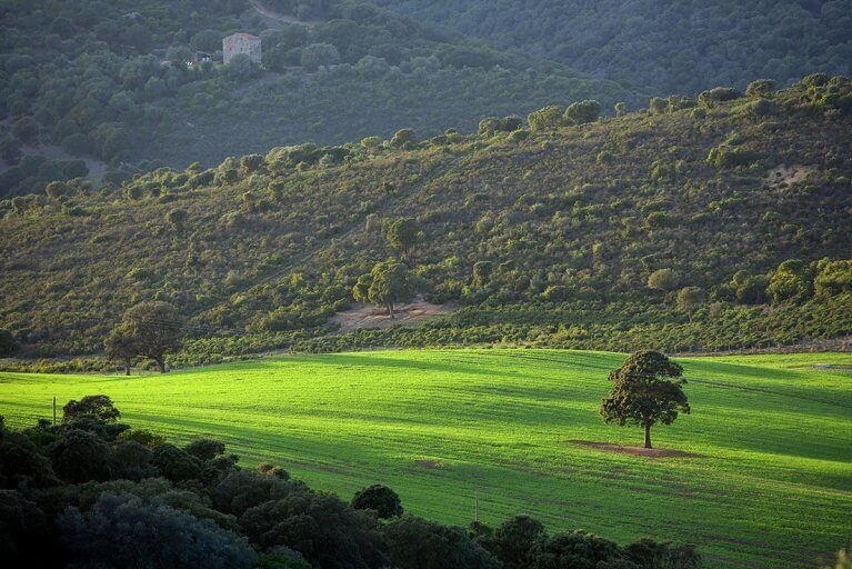 Green fields and trees in the countryside in Corsica