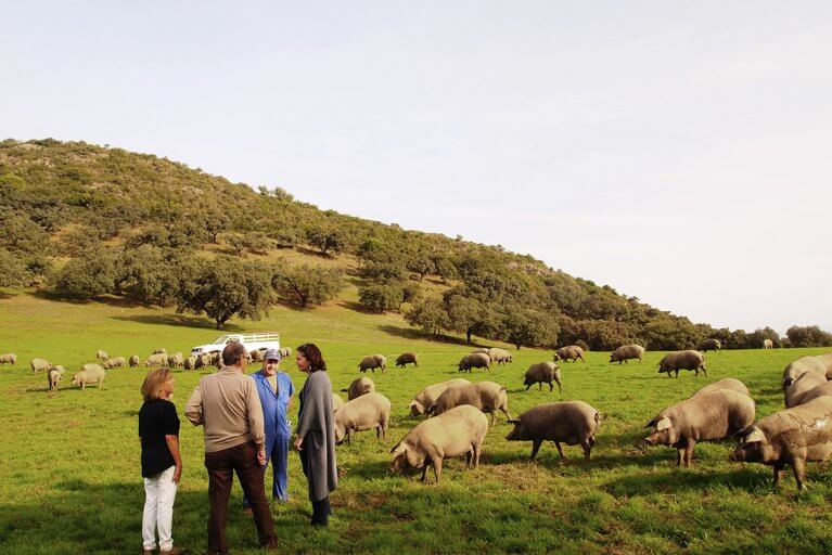 Guests enjoy a private tour in field of a pig farm that produces high-quality Iberian ham