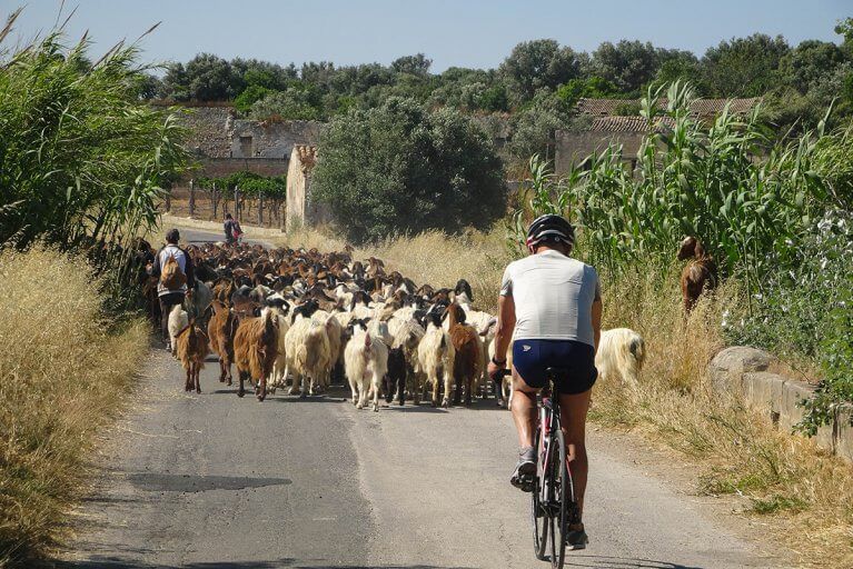 Man bikes behind herd of goats on rural road during biking excursion on luxury tour of Sicily