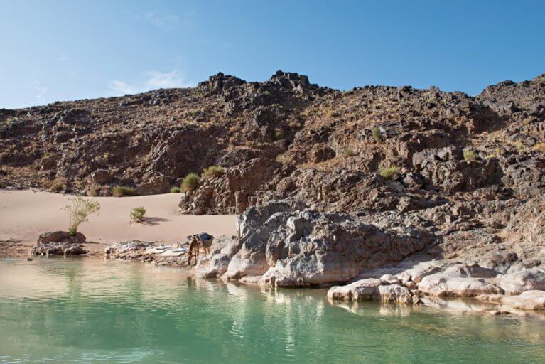 Donkey drinking at the Sidi Fla Gorges in the Skoura Valley