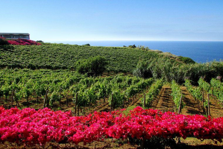 Capofaro vineyards with sea in the distance on Salina