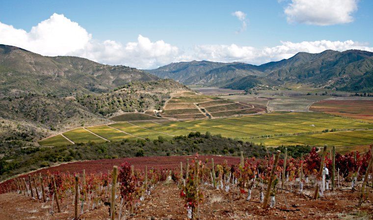 Chilean vineyards during luxury Chile tour