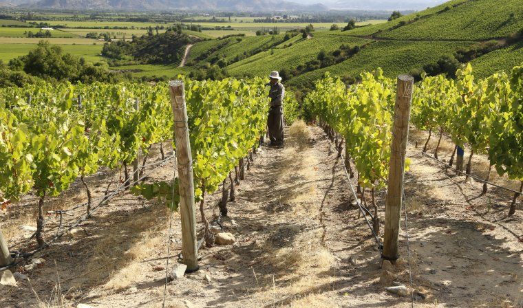 Vneyards of Chile during luxury Chile tour