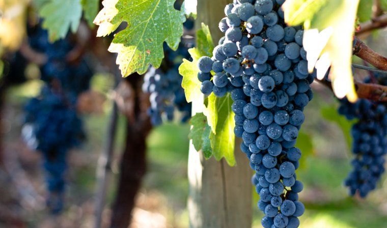 Grapes in Chilean vineyard during luxury Chile tour