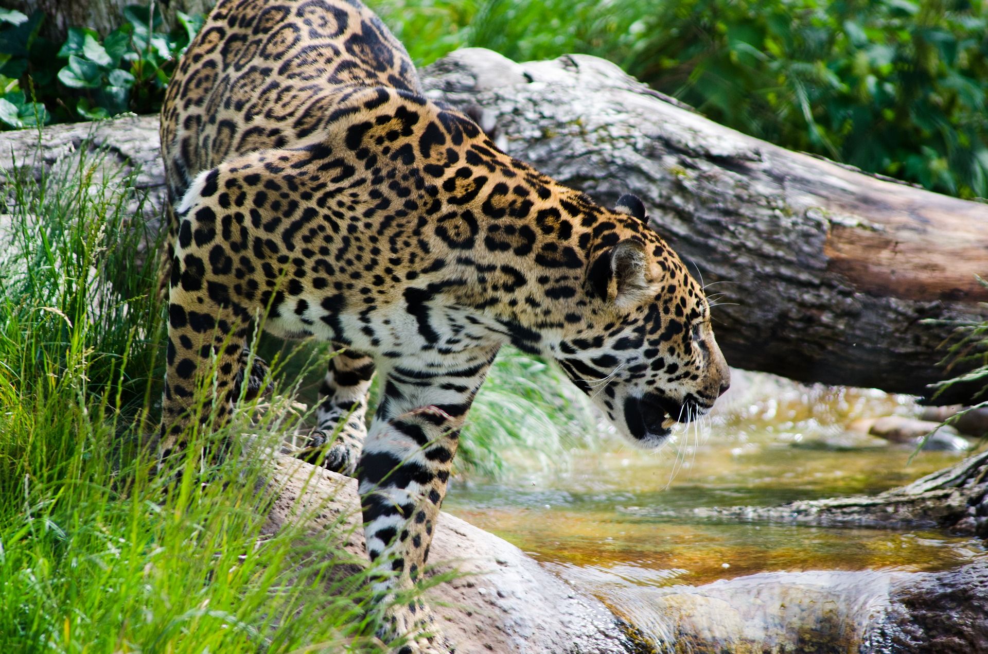 Jaguar in national park in Brazil