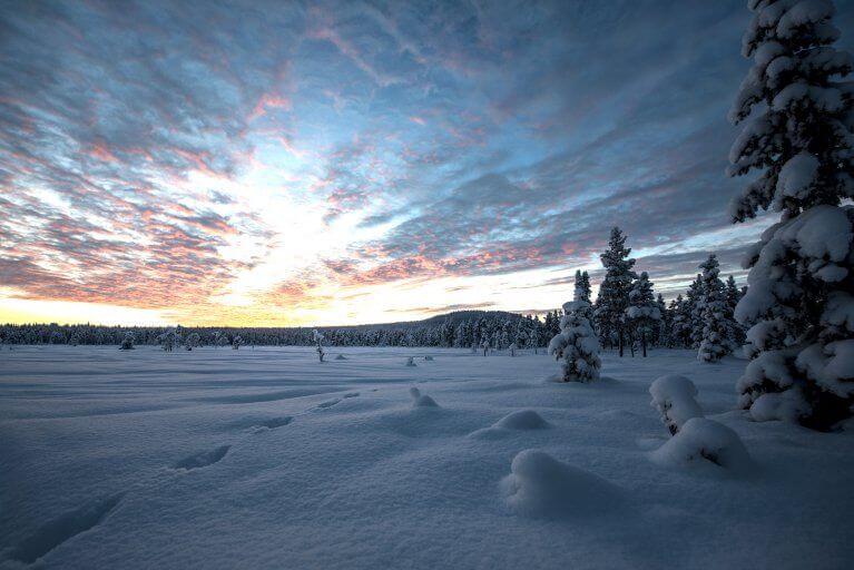 Landscape showing snowy clearing in a forest of pine trees at sunset